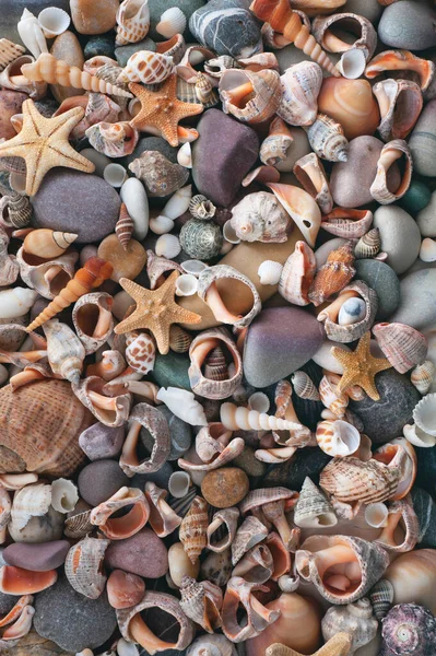 Contexto Textura Conchas Pedras — Fotografia de Stock