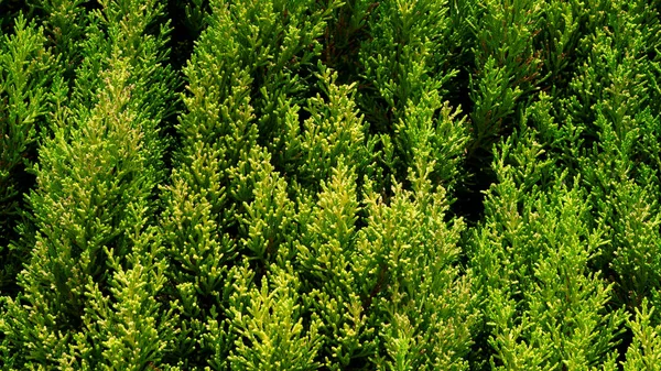 Contexte Texture Arbre Thuja Vert Panorama — Photo