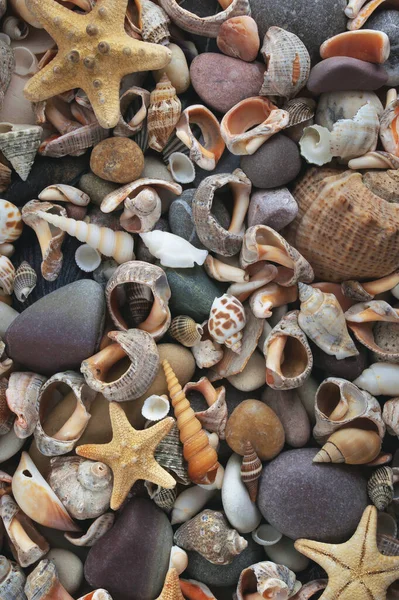 Contexto Textura Conchas Pedras — Fotografia de Stock