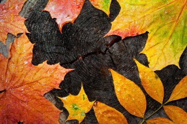 Yaşlı bir ağaç kütüğünde ıslak akçaağaç yaprakları. Arkaplan.