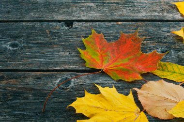 Kuru tahta üzerinde sonbahar akçaağaç yaprakları.