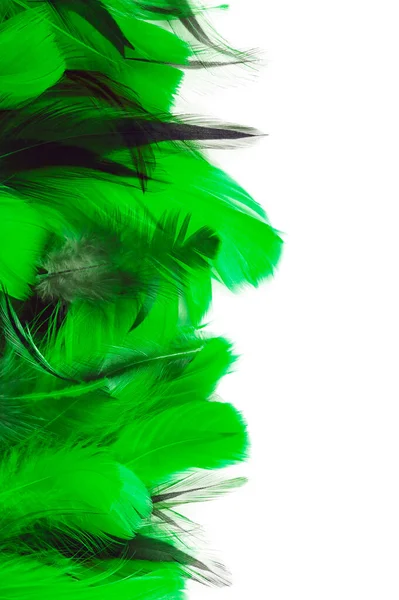 Plumas Verdes Sobre Fondo Blanco Foto Vertical —  Fotos de Stock