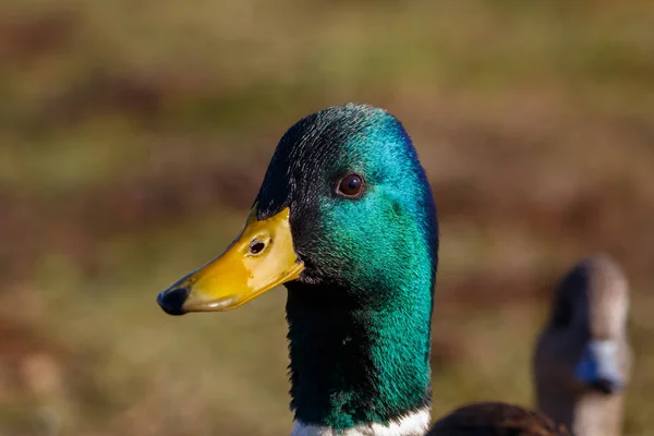 Male Mallard Duck Portrait showing green and yellow colours