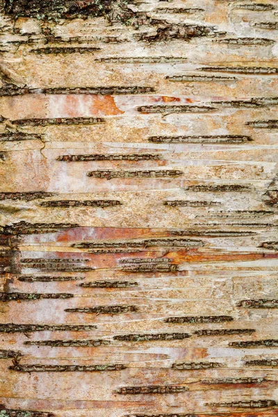 Абстрактная фоновая ориентация коры дерева трия — стоковое фото