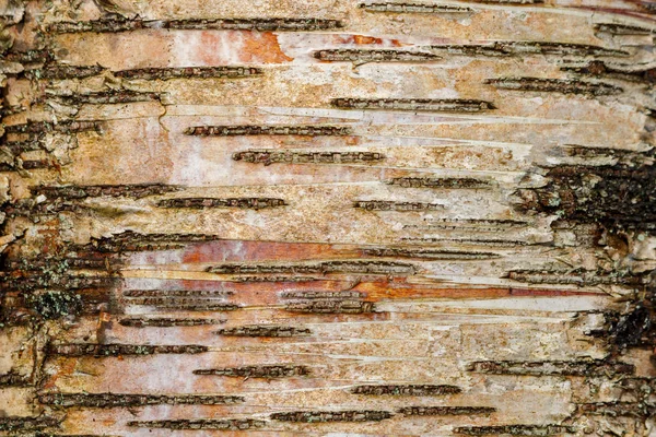 Résumé Écorce d'arbre en bois Contexte Orientation paysagère — Photo