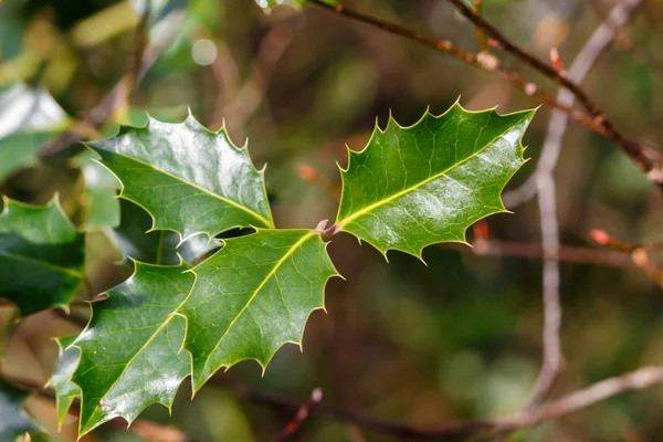 Three Green Misteltoe Holly Leaves In The Sun