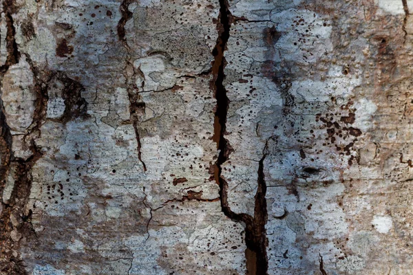 Résumé Écorce d'arbre en bois Contexte Orientation paysagère — Photo