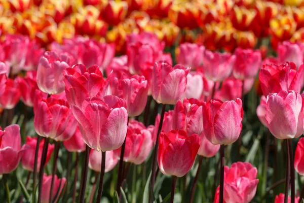 Mutliple Flaming Purissima Pink Spring Tulip Flowers