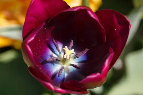 Pretty Maroon White and Blue Spring Tulip Flower Close Up