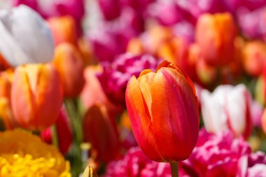 Turuncu Kırmızı ve Pembe Bahar Lale Çiçeği