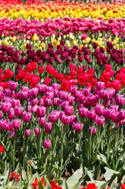 Bir Tarlada Birden Fazla Pretty Pembe Kırmızı Bordo Bahar Lale Çiçekleri