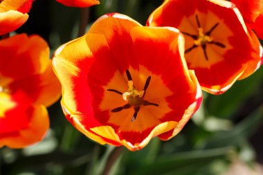Turuncu ve Kırmızı Bahar Lale Çiçeği Close Up