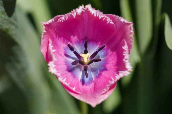 Close-up roze en blauwe lente Tulip bloem — Stockfoto