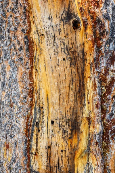 Jaune Brown Stripped bois endommagé texture de fond — Photo