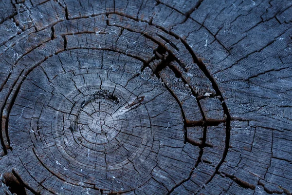 Árbol de madera quemada carbonizada negra Textura de fondo — Foto de Stock