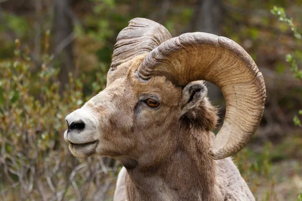 Mężczyzna duży Horned owce zamknąć w górę głowa strzał — Zdjęcie stockowe