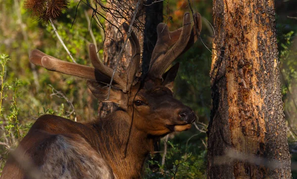 Mężczyzna Elk z poroża patrząc na kamerę — Zdjęcie stockowe