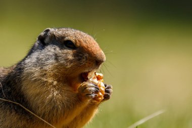 Kolombiya zemin sincap tutma ve yemek yeme