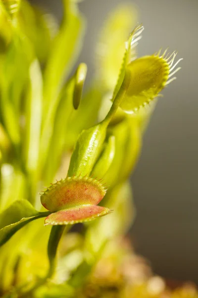 Venus Fly Traps Open Ready For Food — Stock Photo, Image