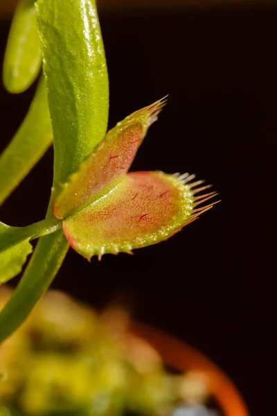 Venus Fly Trap Open Ready For Food