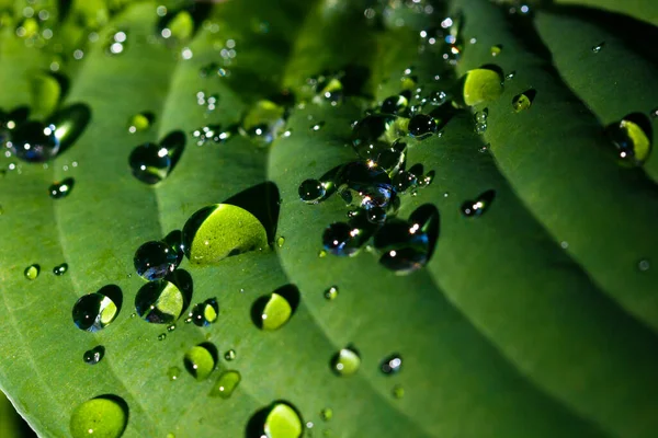 Реферат Капли воды на зеленом растении крупным планом — стоковое фото