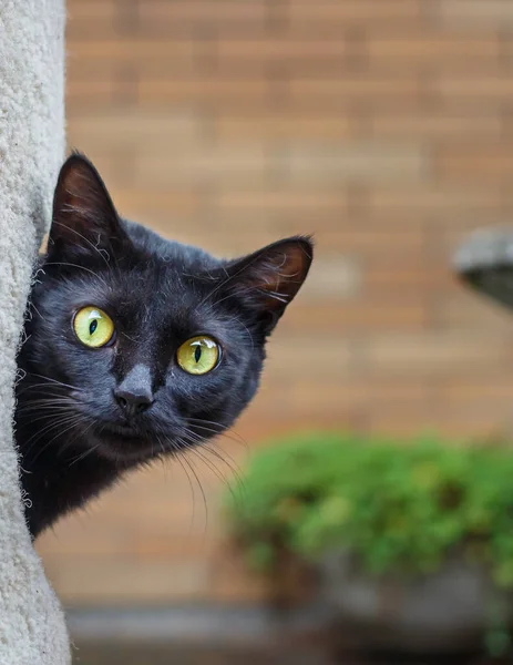 Siyah bir kedi evinden dışarı bakıyor, kameraya bakıyor.