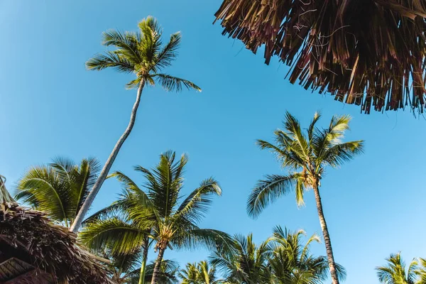 Foto Playas Bavaro Punta Cana República Dominicana — Foto de Stock