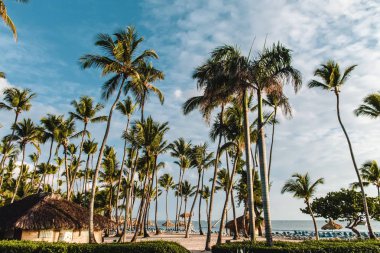 Bavaro plajlar Punta Cana, Dominik Cumhuriyeti için fotoğrafı