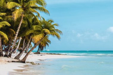 Bavaro plajlar Punta Cana, Dominik Cumhuriyeti için fotoğrafı