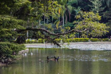 Sao Paulo, Brezilya 'da Horto Florestal