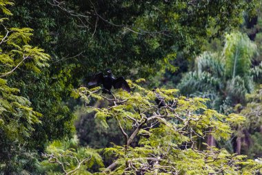 Sao Paulo, Brezilya 'da Horto Florestal