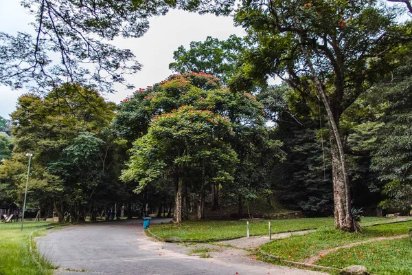 Horto Florestal in Sao Paulo, Brazil — Stockfoto