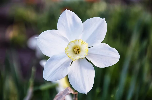 Narcisse Blanche Fleurit Début Printemps Dans Jardin — Photo