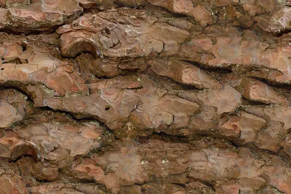 Textura borovice, smrk nebo borovice v lese — Stock fotografie
