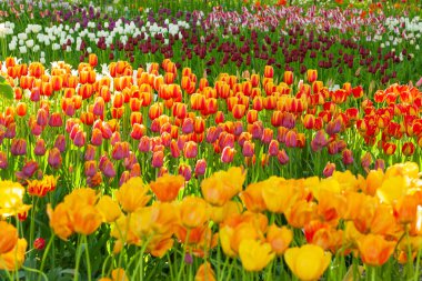 Lale. Renkli, çiçek açan laleler güzel bir alan.