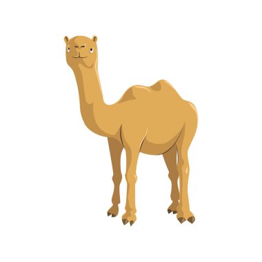 Deve karikatür illüstrasyonlar, sevimli deve hayvanlar çöl