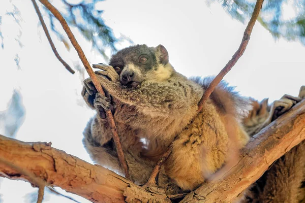 Mungo Lemur Bäumen Und Der Natur Madagaskar Tiere Wildtiere Wilde — Stockfoto