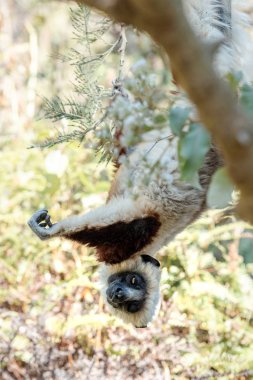 Hamamböceği sifaka Lemur ağaçlar ve doğa. Madagaskar hayvanlar yaban hayatı, vahşi hayvan Madagaskar. Tatil tur Andasibe, Isalo, Masoala, Marojejy Milli Parklar.