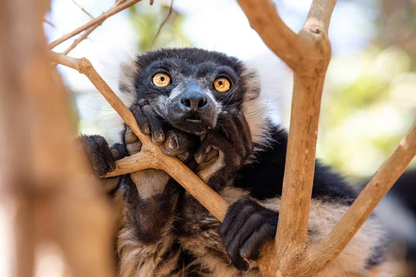 Lemur Vari Bomen Natuur Madagaskar Dieren Wild Wilde Dieren Madagaskar — Stockfoto