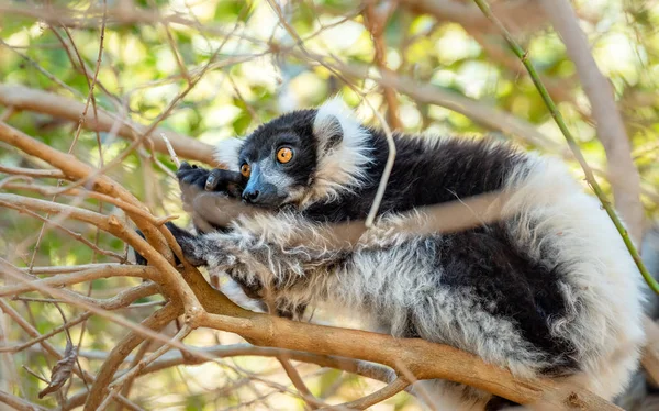 Lemur Vari Bomen Natuur Madagaskar Dieren Wild Wilde Dieren Madagaskar — Stockfoto