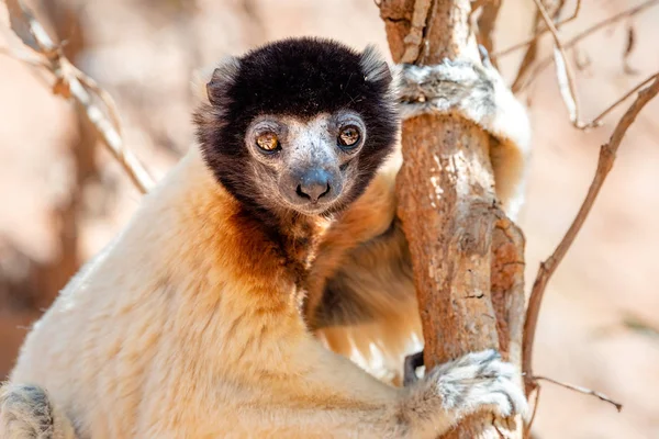 Gekroonde Sifaka Lemur Bomen Natuur Madagaskar Dieren Wild Wilde Schattige — Stockfoto