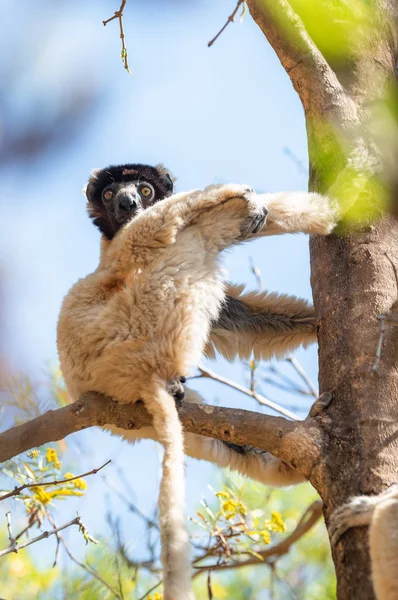 Coronado Sifaka Lemur Los Árboles Naturaleza Madagascar Animales Vida Silvestre —  Fotos de Stock