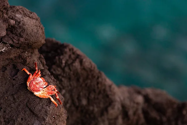 Kırmızı yengeç kaya deniz kenarında. Günbatımı tatil cenneti resort Grand Comore adada, Komor Adaları. Güzel gün batımı ışık güneşin denize gidiyor. Moroni, Komor Adaları.