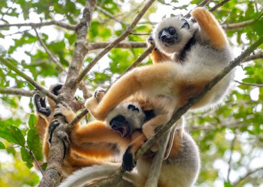 Lemur, şirin Diademed Sifaka Lemur ağaçlar ve doğa dans. Madagaskar hayvanlar yaban hayatı, vahşi hayvan Madagaskar. Tatil tur Andasibe, Isalo, Masoala, Marojejy Milli Parklar.