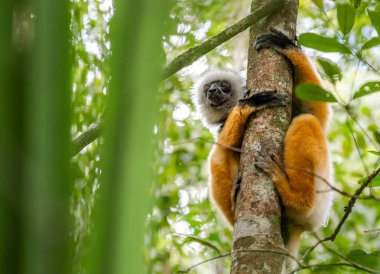 Lemur, şirin Diademed Sifaka Lemur ağaçlar ve doğa dans. Madagaskar hayvanlar yaban hayatı, vahşi hayvan Madagaskar. Tatil tur Andasibe, Isalo, Masoala, Marojejy Milli Parklar.