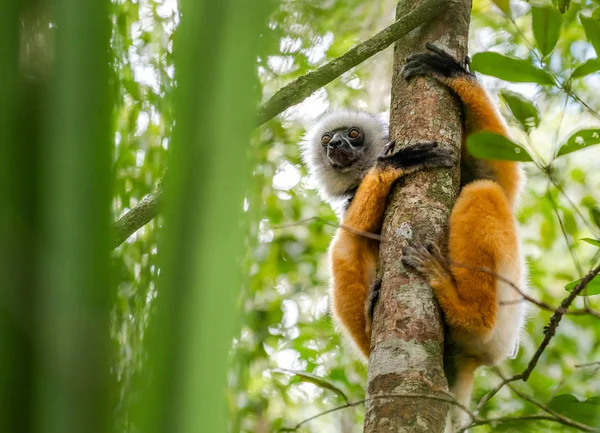 Dansende Lemur Schattige Diademed Sifaka Lemur Bomen Natuur Madagaskar Dieren — Stockfoto