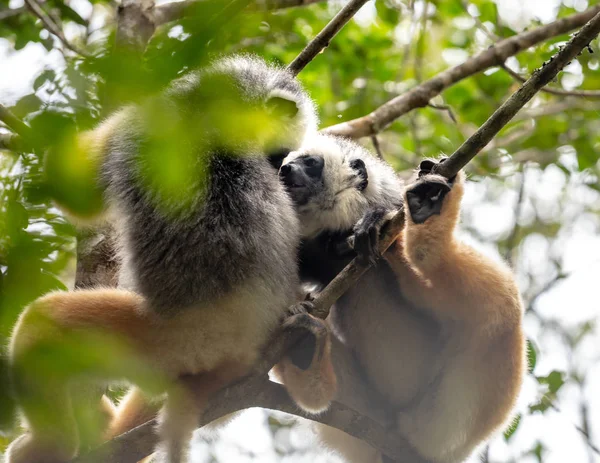 Dancing lemur, cute Diademed Sifaka Lemur in trees and nature. Madagascar animals wildlife, wild animal in Madagascar. Holiday tour in Andasibe, Isalo, Masoala, Marojejy National parks.