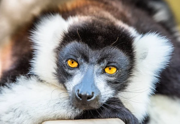 Lemur Vari Bomen Natuur Madagaskar Dieren Wild Wilde Dieren Madagaskar — Stockfoto