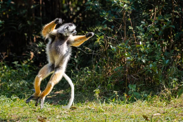 Dansende Lemur Schattige Diademed Sifaka Lemur Bomen Natuur Madagaskar Dieren — Stockfoto