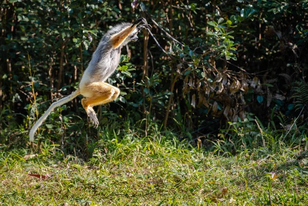 Lémurien Dansant Mignon Sifaka Lemur Diademed Dans Les Arbres Nature — Photo